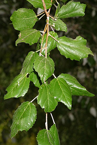 Populus alba L.