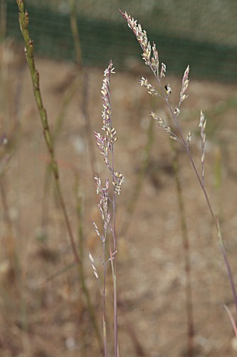 Puccinellia tenuifolia (Boiss. & Reut.) H. Lindb.