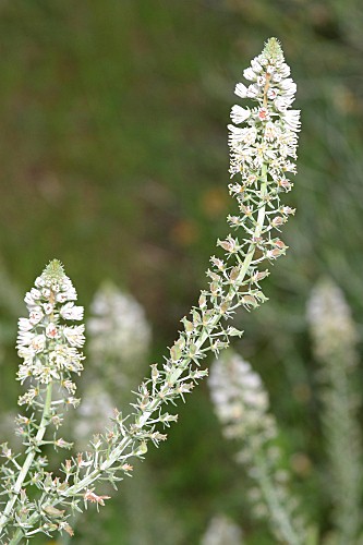Reseda alba subsp. alba L.