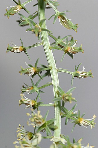 Reseda alba subsp. alba L.