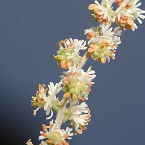 Reseda complicata Bory