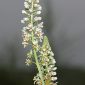 Reseda lutea subsp. lutea L.