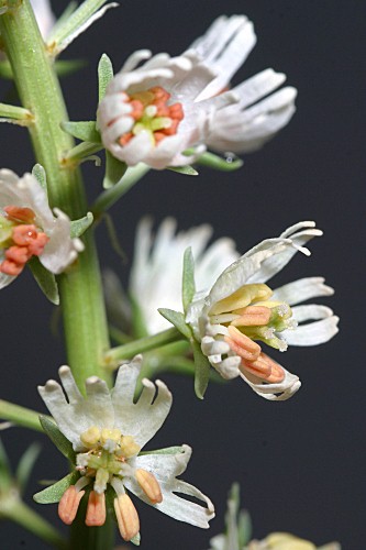 Reseda lutea subsp. lutea L.
