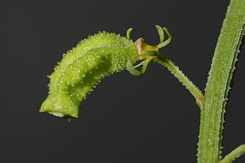 Reseda lutea subsp. lutea L.