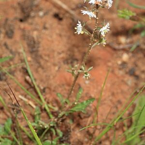 Reseda phyteuma L.