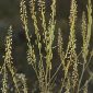 Reseda stricta Pers.