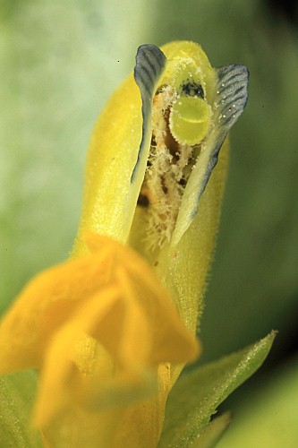 Rhinanthus minor L.