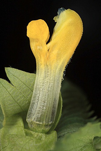 Rhinanthus minor L.