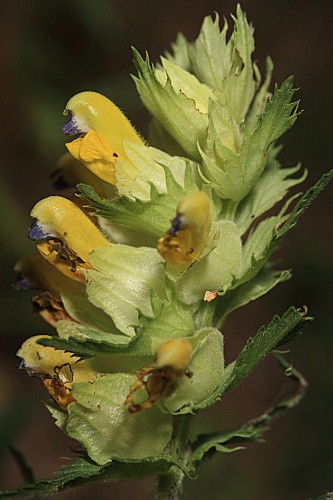 Rhinanthus pumilus subsp. pumilus (Sterneck) Pau