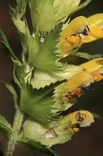 Rhinanthus pumilus subsp. pumilus (Sterneck) Pau