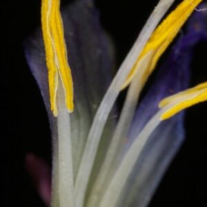 Romulea bulbocodium (L.) Sebast. & Mauri