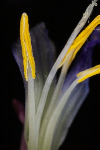 Romulea bulbocodium (L.) Sebast. & Mauri