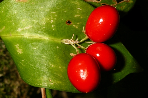 Ruscus hypophyllum L.