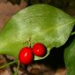 Ruscus hypophyllum L.