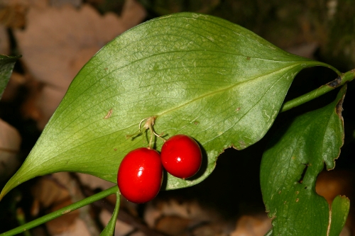 Ruscus hypophyllum L.