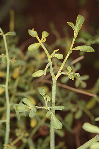 Ruta angustifolia Pers.
