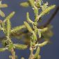 Salix atrocinerea Brot.