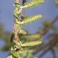 Salix atrocinerea Brot.
