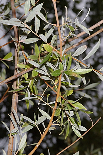 Salix fragilis L.