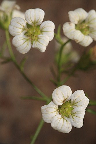 Saxifraga camposii subsp. leptophylla (Willk.) D.A. Webb