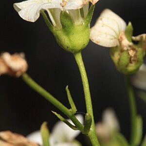 Saxifraga camposii subsp. leptophylla (Willk.) D.A. Webb