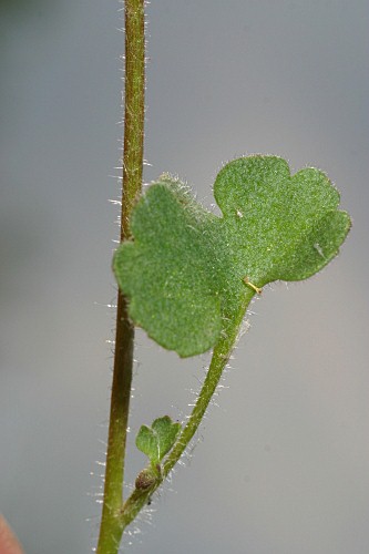Saxifraga granulata L.