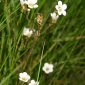 Saxifraga granulata L.