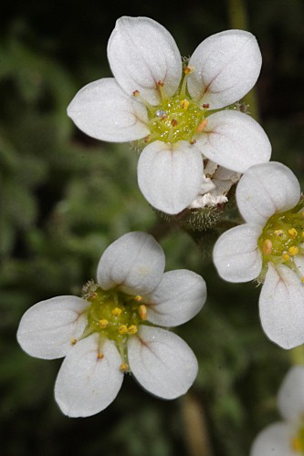 Saxifraga nevadensis Boiss.