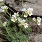 Saxifraga nevadensis Boiss.