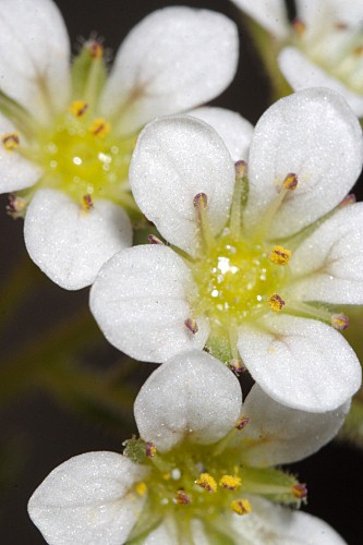 Saxifraga nevadensis Boiss.