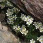 Saxifraga nevadensis Boiss.