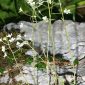 Saxifraga paniculata Mill.