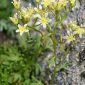 Saxifraga pentadactylis subsp. almanzorii P. Vargas