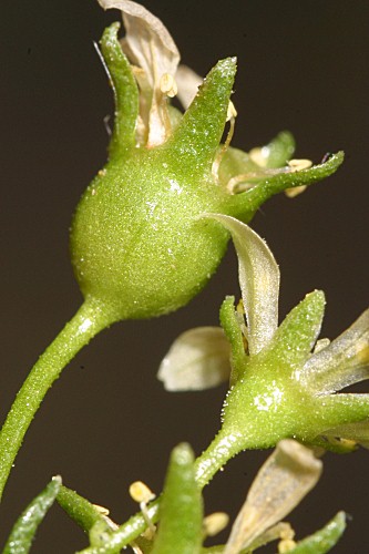 Saxifraga pentadactylis subsp. almanzorii P. Vargas