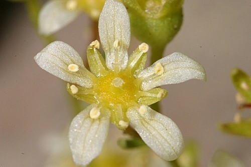 Saxifraga pentadactylis subsp. almanzorii P. Vargas