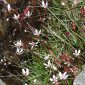 Saxifraga stellaris L.
