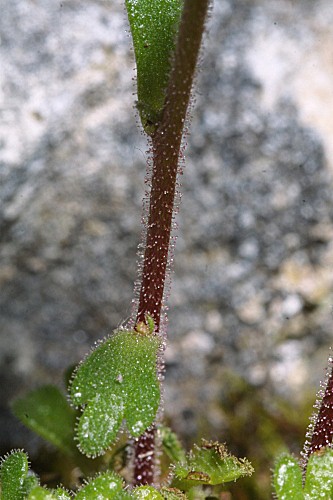 Saxifraga tridactylites L.