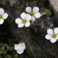 Saxifraga tridactylites L.