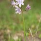 Scilla autumnalis L.