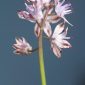 Scilla autumnalis L.