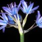 Scilla monophyllos Link