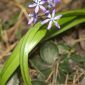 Scilla reverchonii Degen & Hervier