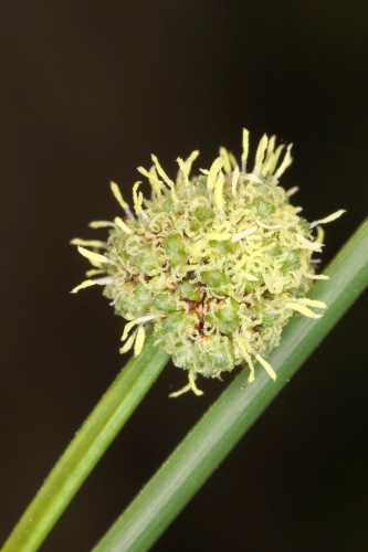 Scirpoides holoschoenus (L.) Sojak