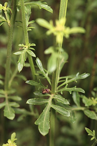 Scrophularia crithmifolia Boiss.