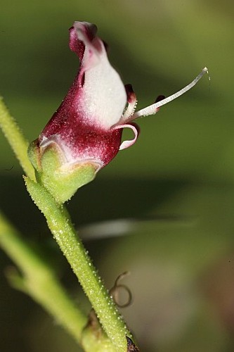 Scrophularia crithmifolia Boiss.