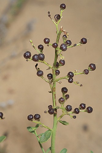Scrophularia frutescens L.