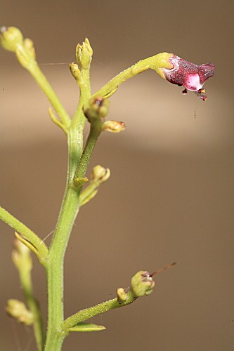 Scrophularia frutescens L.