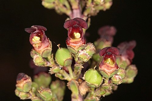 Scrophularia lyrata Willd.