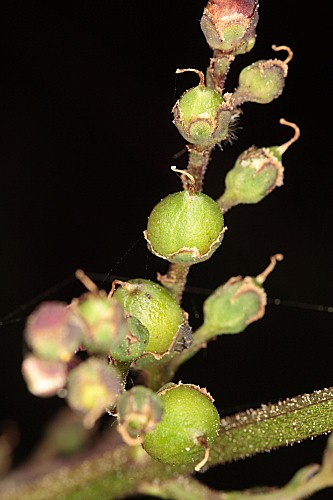 Scrophularia lyrata Willd.