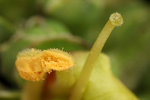 Scrophularia sambucifolia L.